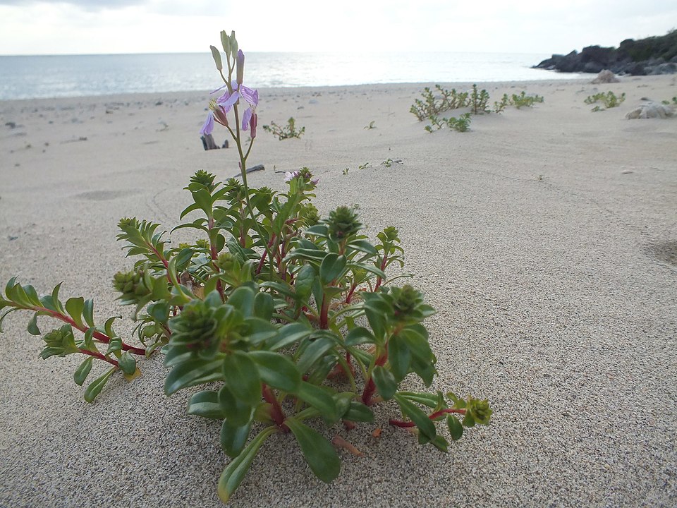 Ara Beach