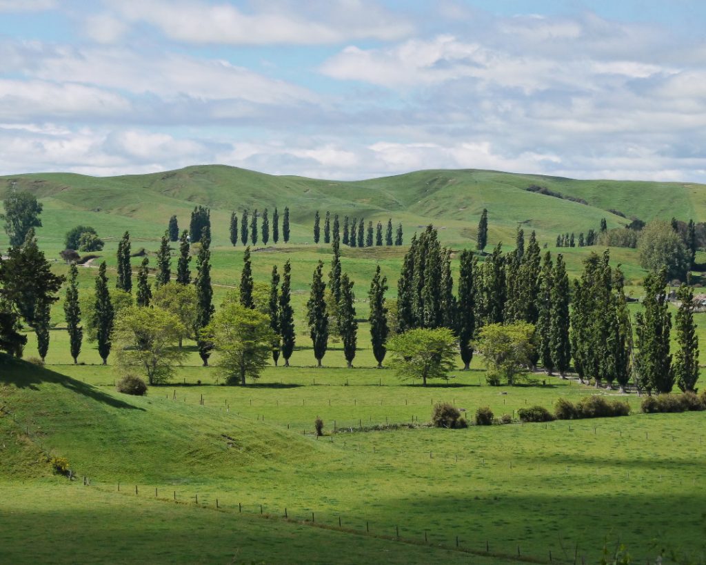 The Role of Satellite Data in Agriculture: Focus on the Waikato Region