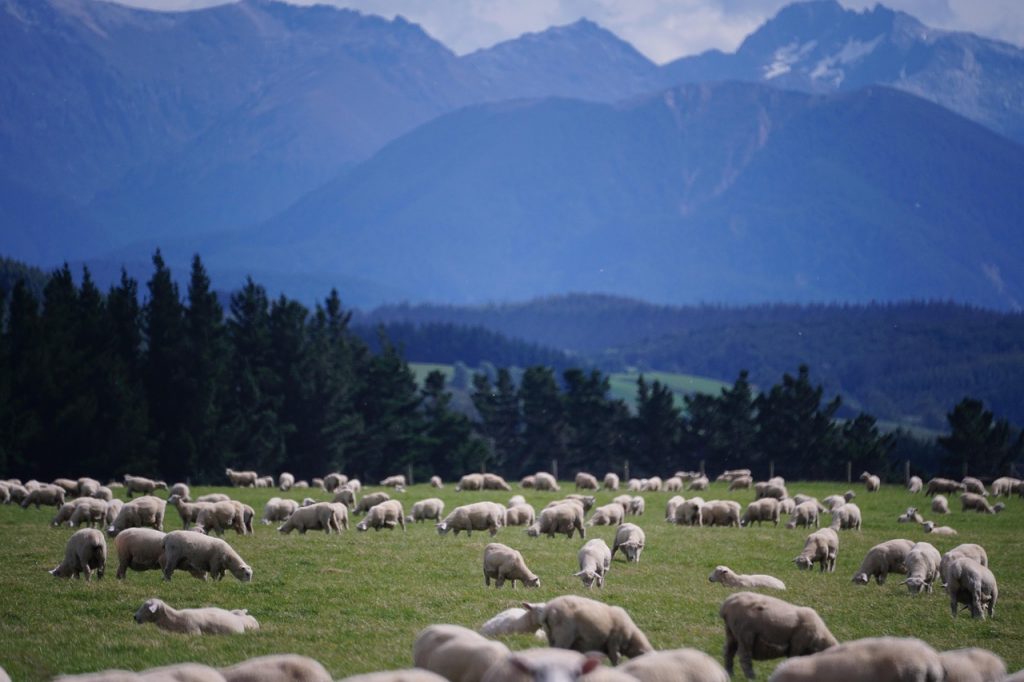 A Satellite View of Agriculture: New Zealand’s Path to Innovation