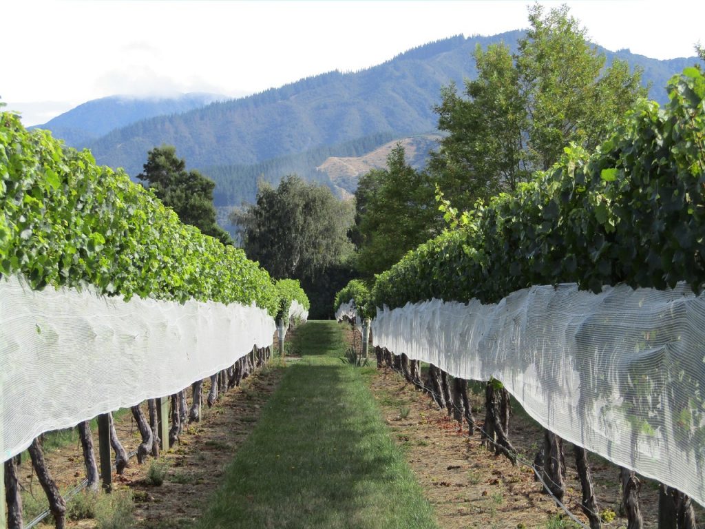 A Satellite Perspective: Elevating Marlborough's Vineyards and Wines