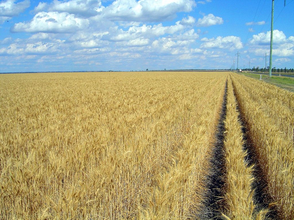 An Overview of Wheat Production in Queensland, Australia