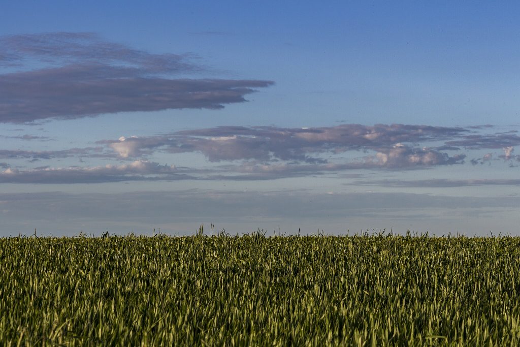 Overview of Wheat Production in Tasmania, Australia