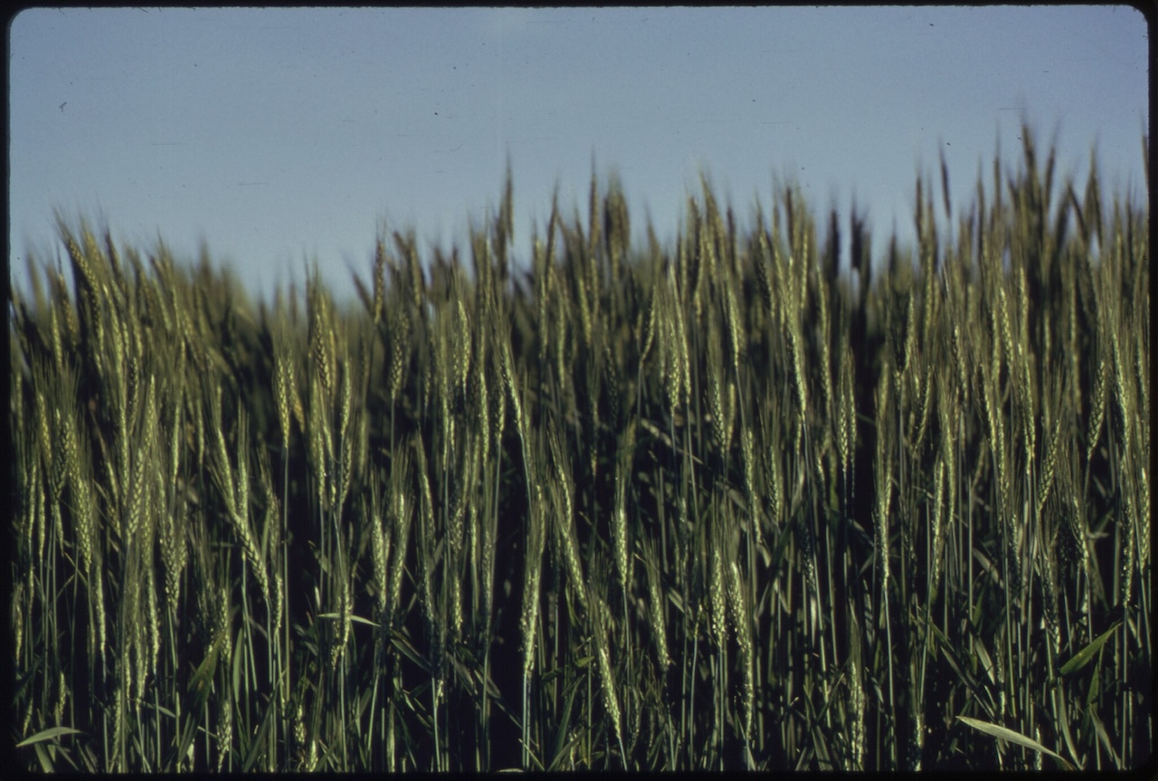 Spring Advancing Advancing Spring Wheat Cultivation with Satellite Data