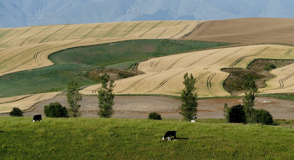 Satellite Data for Optimizing Wheat Production in New Zealand