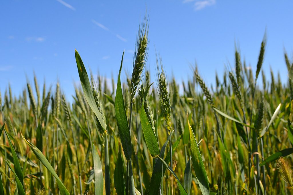 Overview of Wheat Production in Victoria, Australia