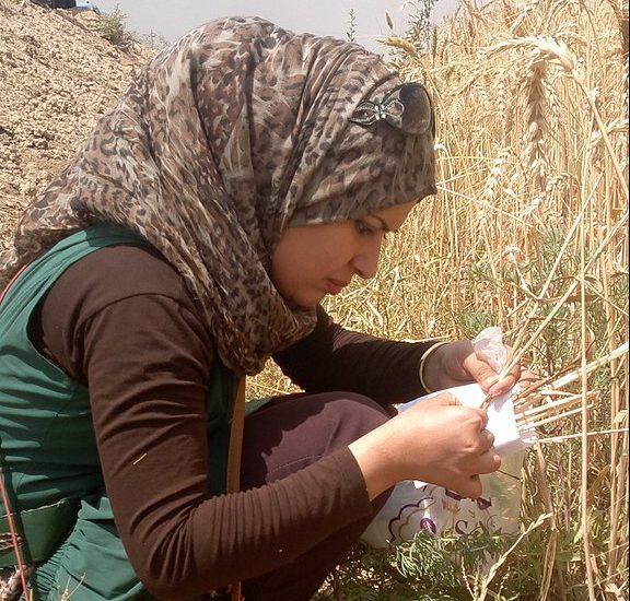 小麦根腐病ウイルス（Wheat Root Rot Virus）と小麦生産への影響：地域別の作物収量への影響