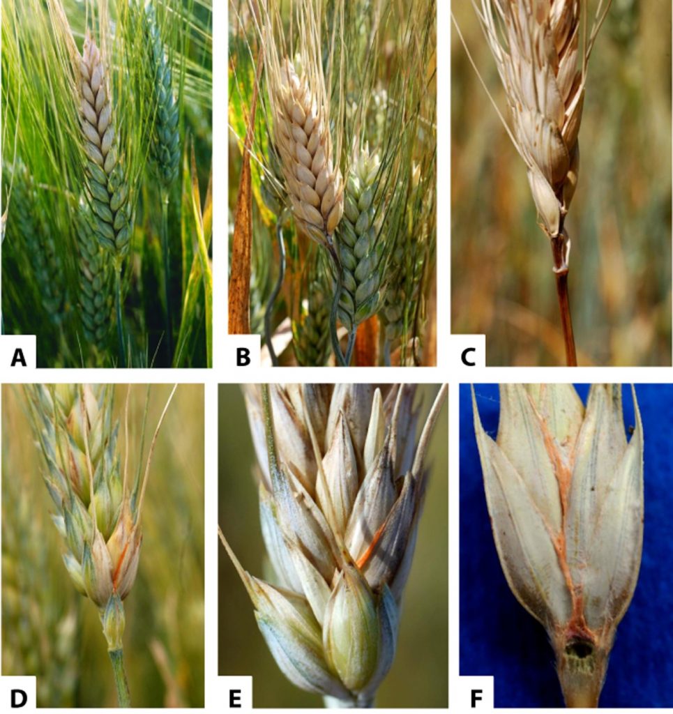 Fusarium Head Blight in Wheat Production: Regional Impact on Crop Yield