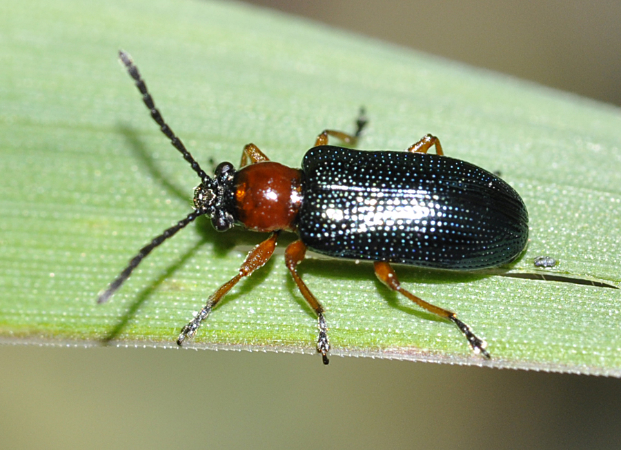 Pest & Disease Threats for Wheat Production in Western Australia, Australia