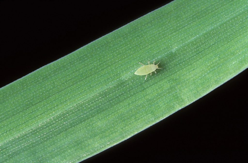 Pest and Disease Threats for Wheat Production in Queensland, Australia