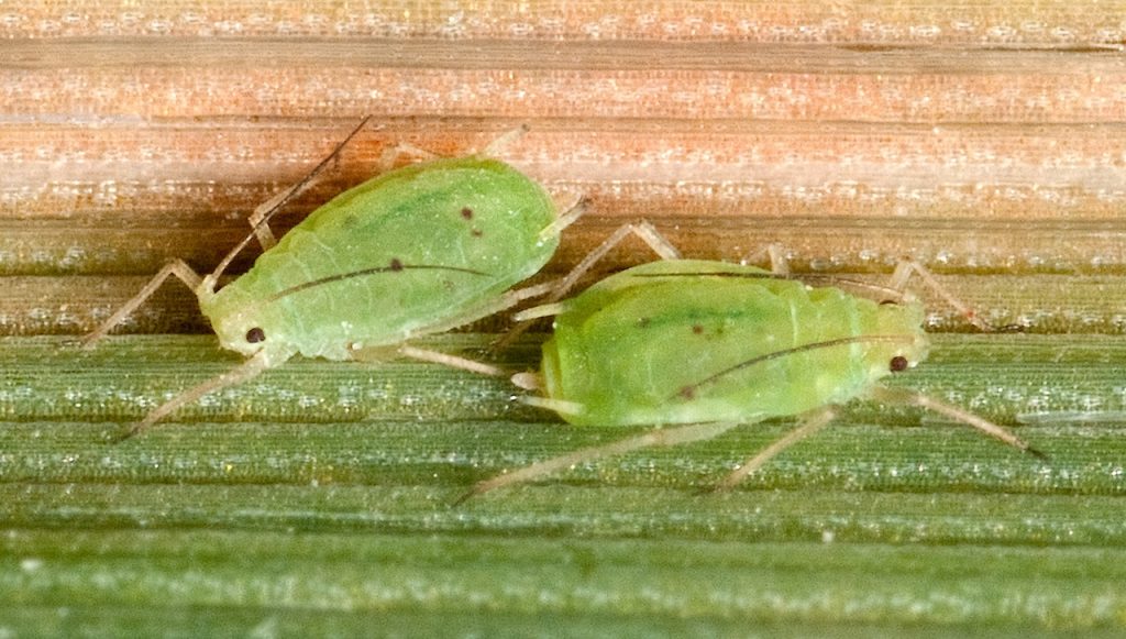 Wheat Aphids & the Barley Yellow Dwarf Virus in Wheat Production: Regional Impacts on Crop Yield