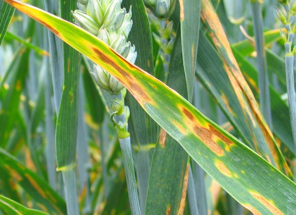 Pest and Disease Threats for Wheat Production in Victoria, Australia