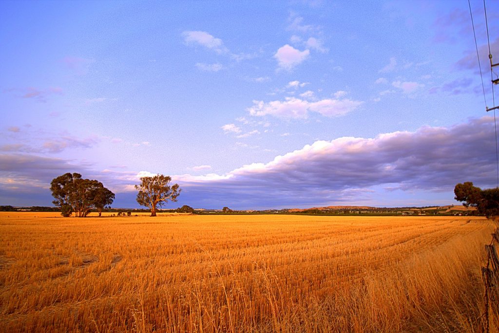 Overview of Wheat Production in South Australia, Australia