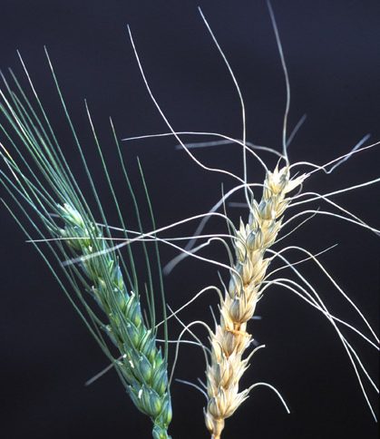 Pest and Disease Threats for Wheat Production in South Australia, Australia