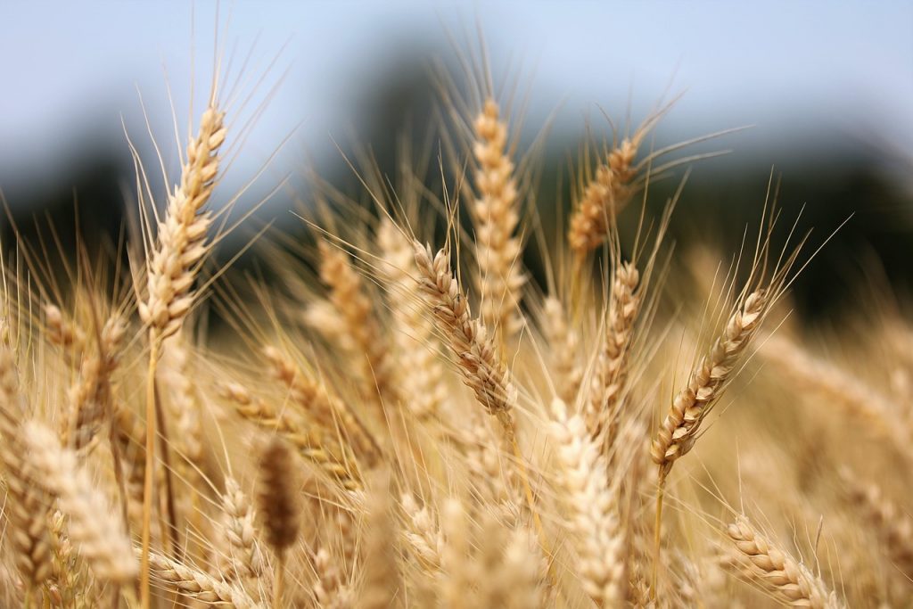 Revolutionizing Wheat Cultivation with Satellite Data